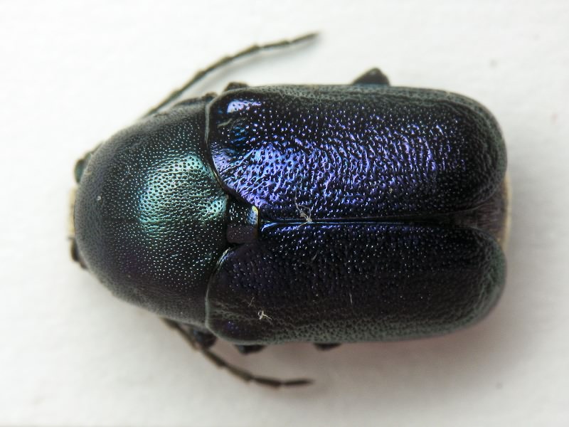 Cryptocephalus (Cryptocephalus) sericeus (Linnaeus, 1758)